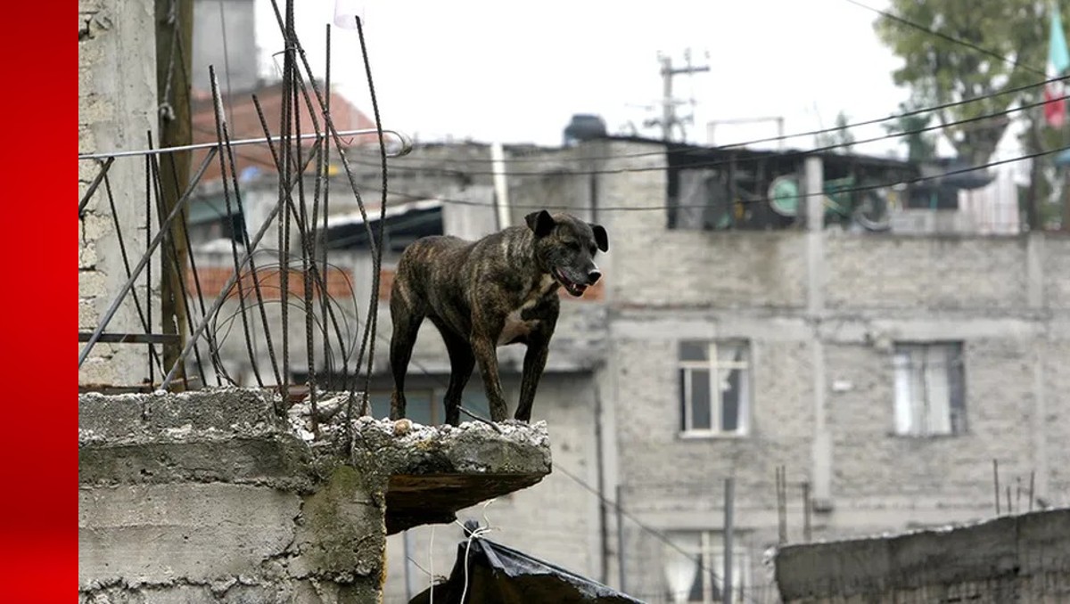 Perros en azoteas