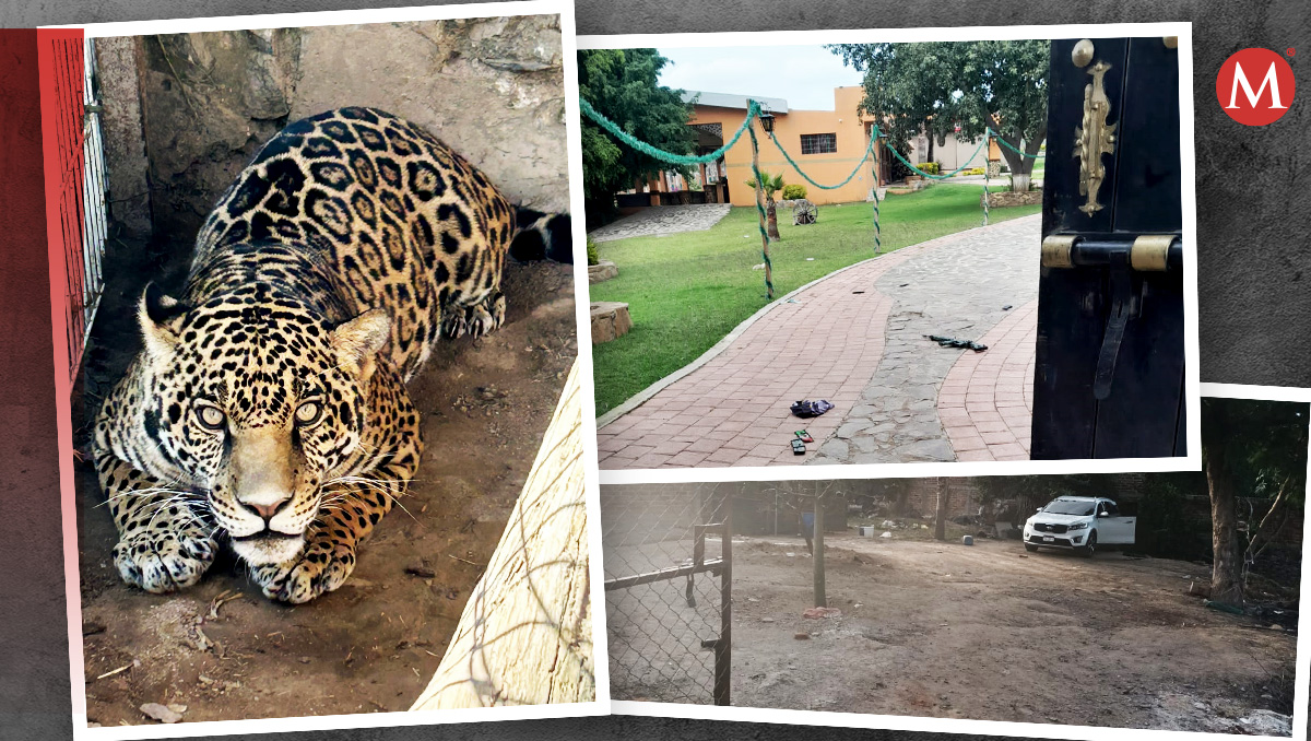 Aseguran animales exóticos tras cateo en inmueble en Ixtlahuacán del Río (Cortesía)