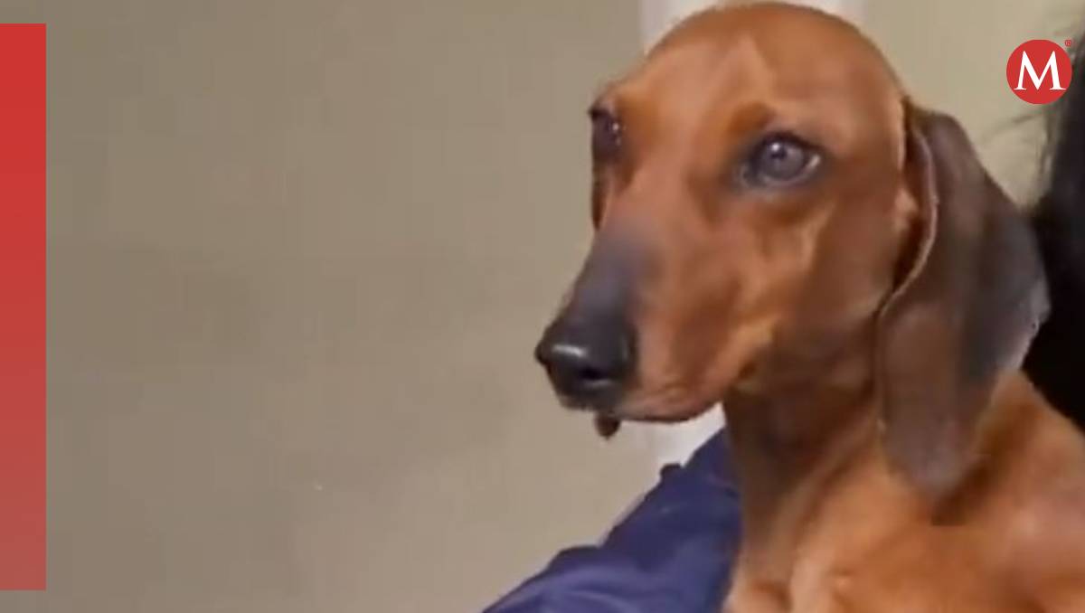 El perrito, provisionalmente, fue nombrado 'Huesos' | (Especial)