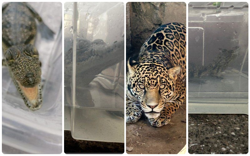 La FGR suma tres aseguramientos de animales exóticos en la última semana (Cortesía)