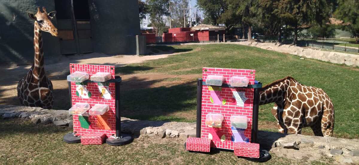 Animales del Zoológico Guadalajara reciben regalos esta Navidad. (Diana Barajas)