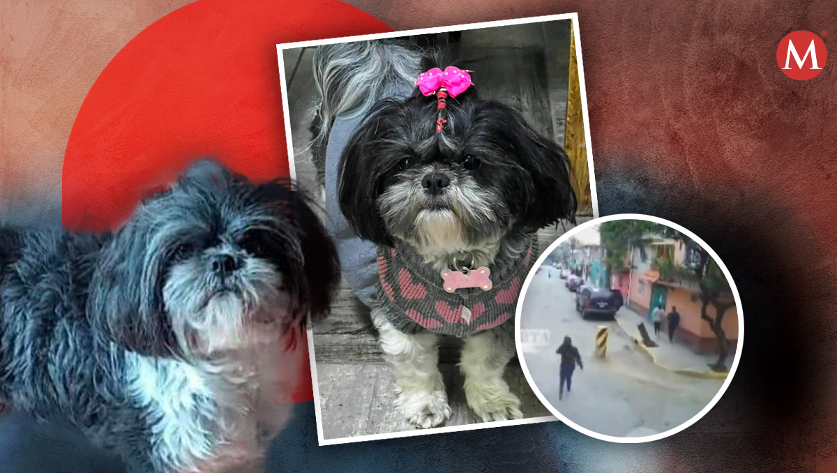 Los dueños de la perrita vieron que fue robada por varias personas. | Especiales
