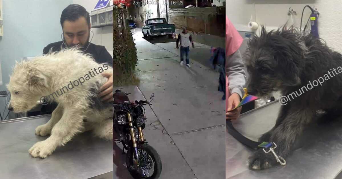Los perros eran cachorros (Mundo Patitas)