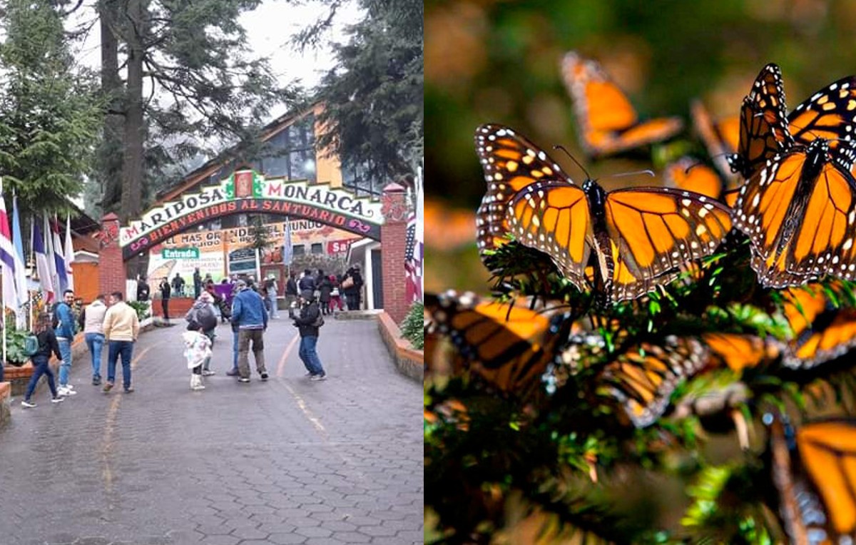 Santuario de mariposas monarca en Ocampo, Michoacán (Foto: Elizabeth Guzmán)