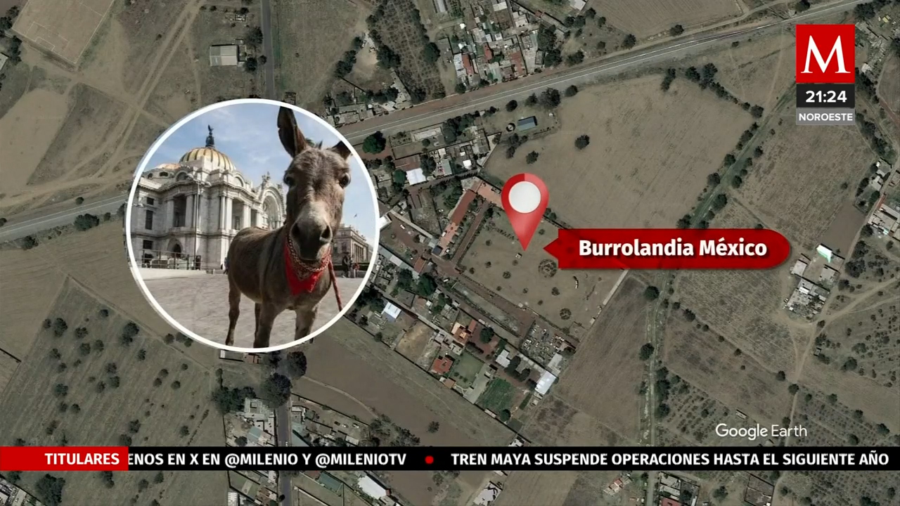 Burrolandia', asociación que protege al burro en México | Solo por ayudar