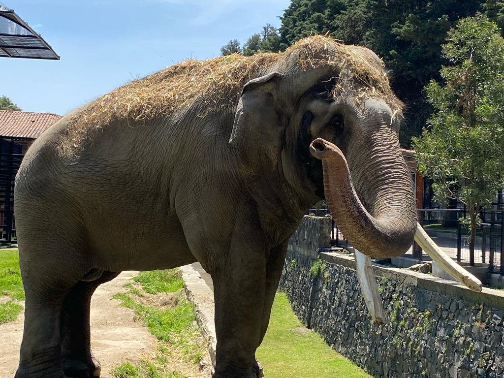 Elefante 'Ted'.| Foto Monserrat M.