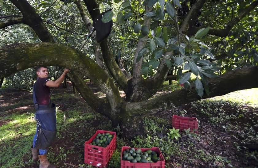Producción de aguacate. | Foto: Especial