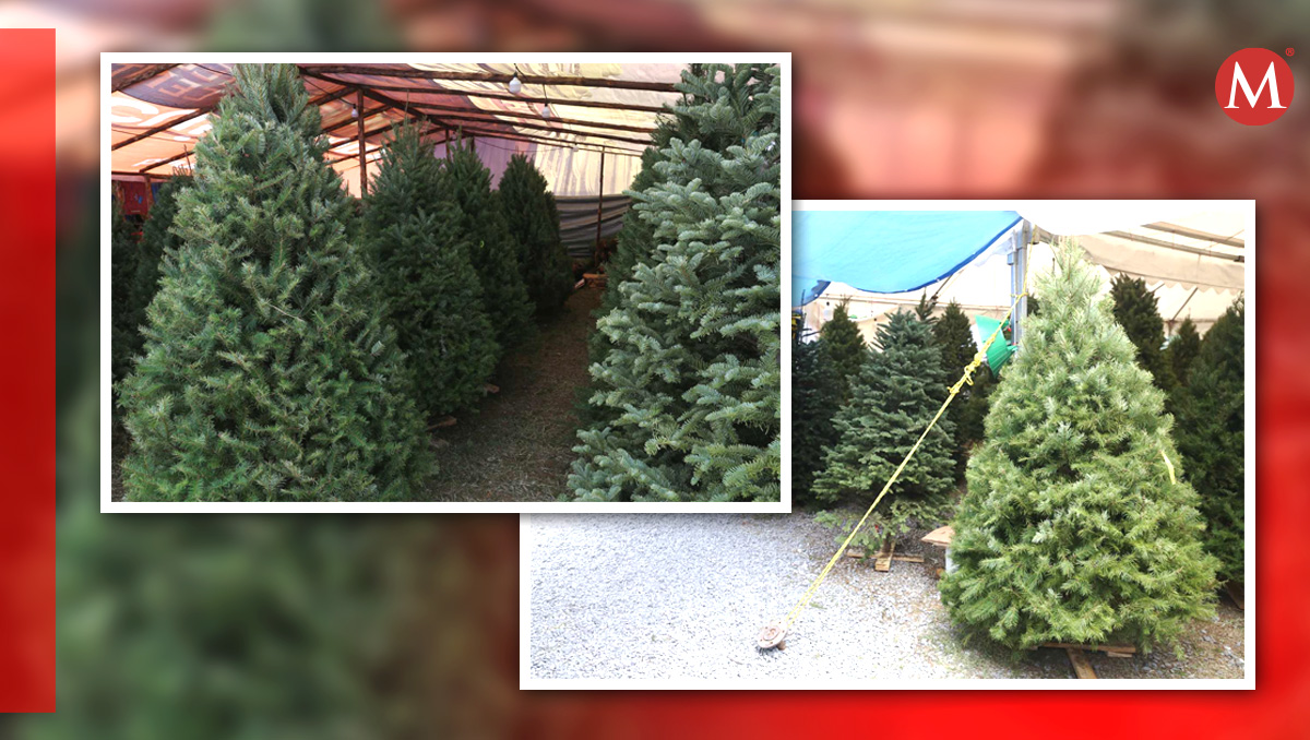 Centro de acopio de pinos navideños.