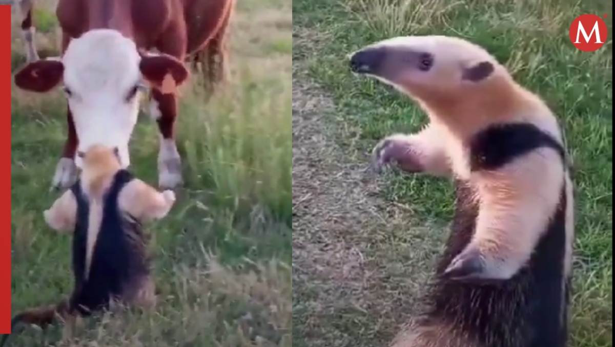 Oso hormiguero “confrontar” a una vaca