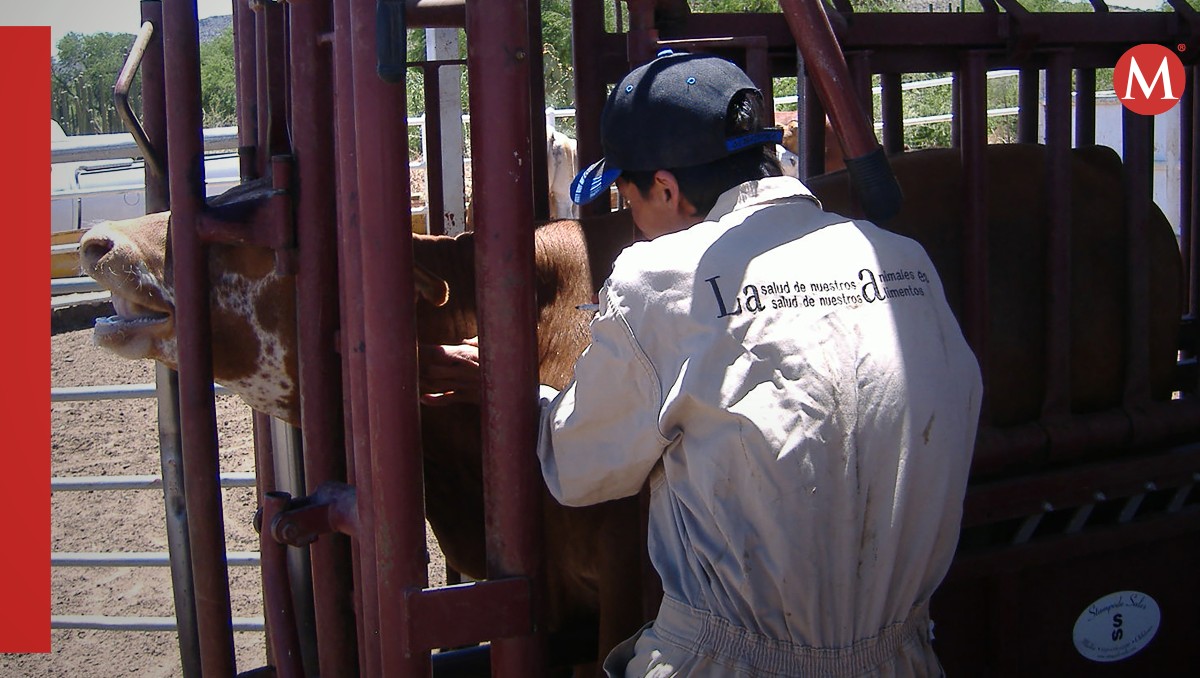 Revisiones de autoridades de Estados Unidos y Mexico al ganado.