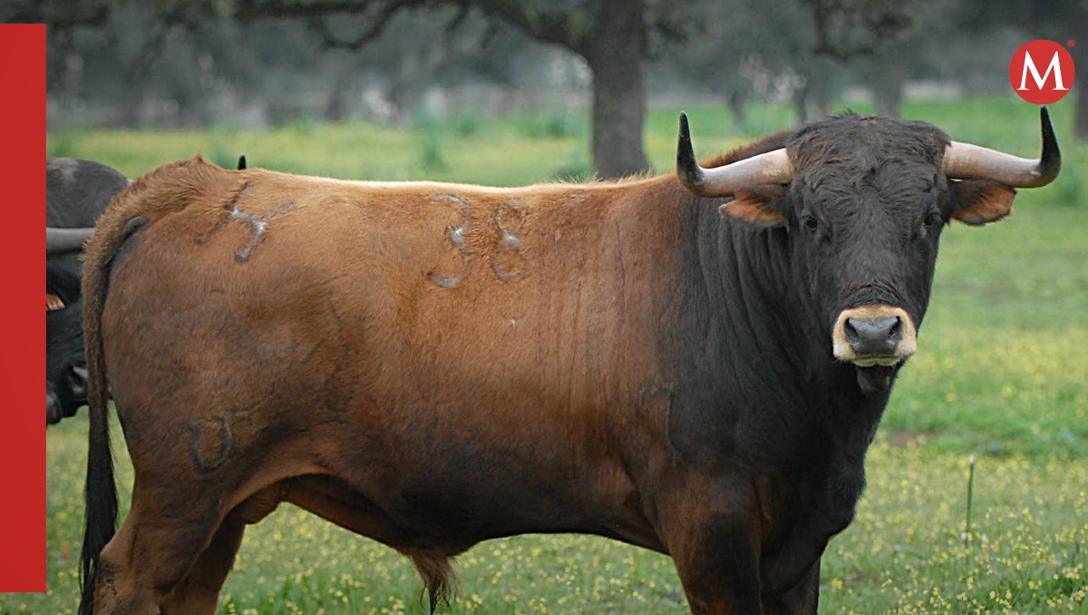 Hombre muere por un toro. | Especial