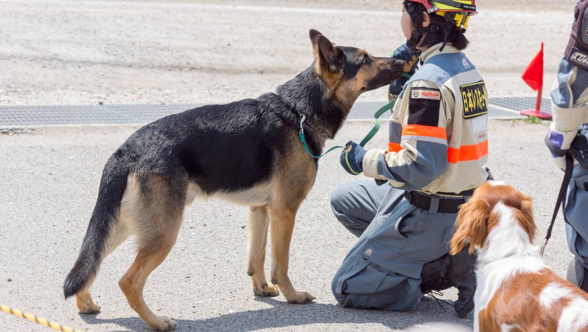 La perrita Jeniffer salvó a la mujer de los escombros | X