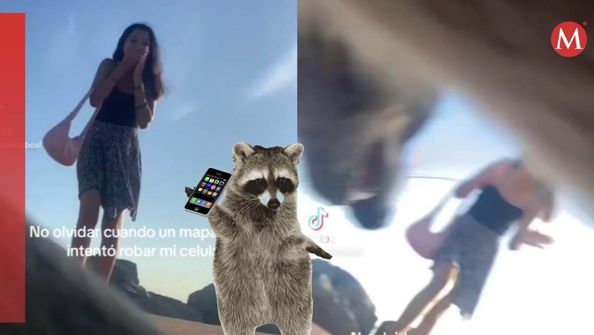 Mapaches de playa Miramar roban celular a joven