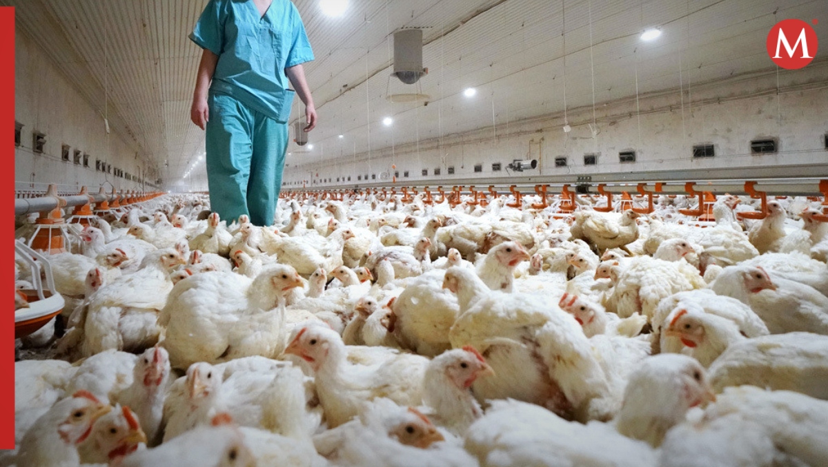 Sacrifican 7.000 faisanes  por gripe aviar