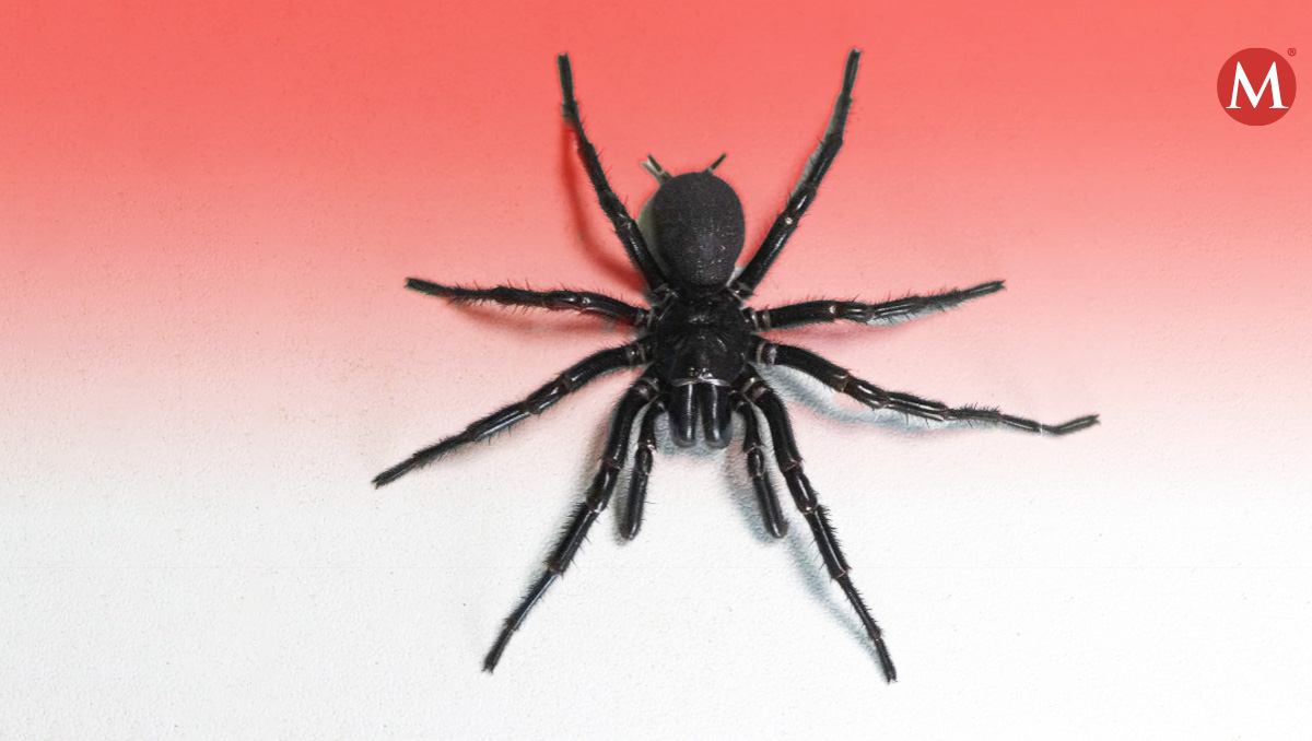 Esta es la araña más grande encontrada en Australia. | AP´.