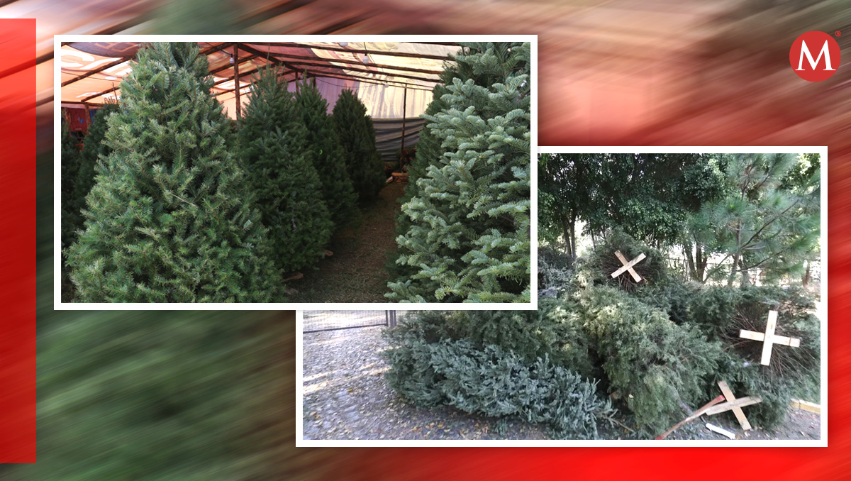 En estos municipios podrás dejar tu pino navideño. Especial