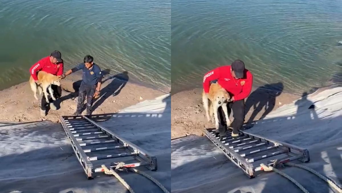 Rescate animal en Francisco I. Madero | Especial