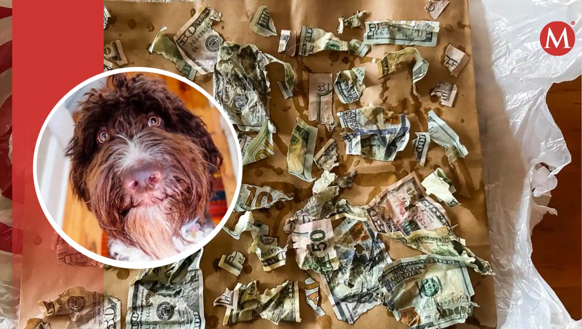 Perro viral come mucho dinero; esta es su historia. | Especial