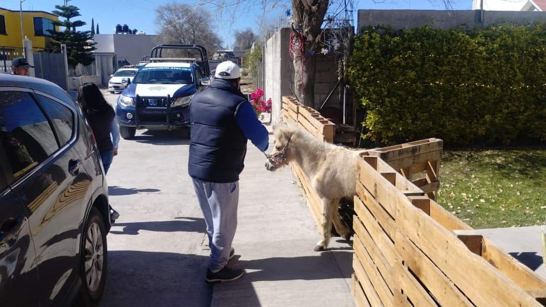 Pony era golpeado según video.