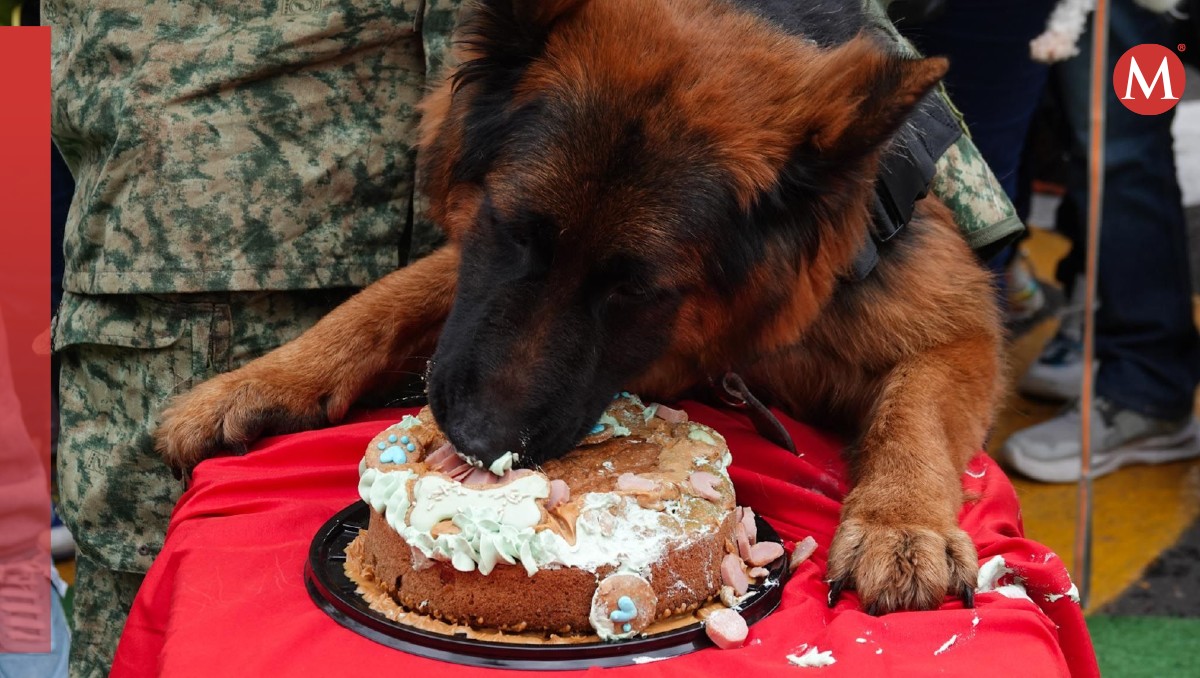 Arkadas, perrito rescatista, celebra su cumpleaños | Cuartoscuro