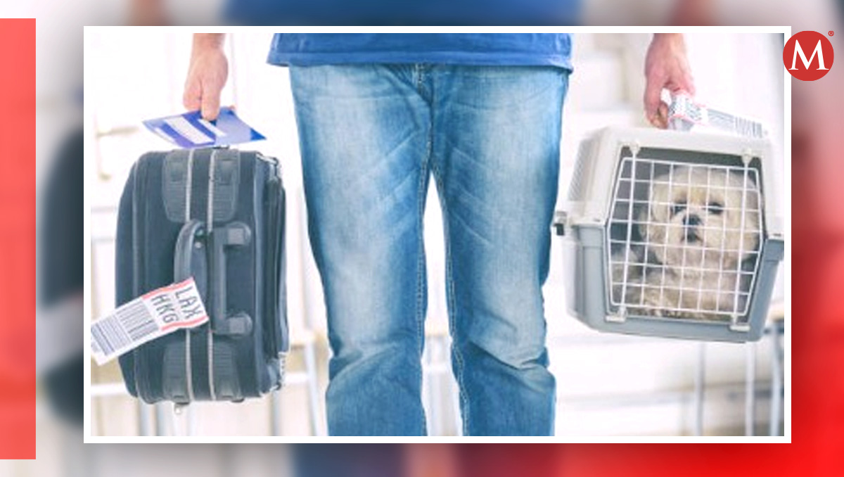Reglas para viajar con tu mascota en el 2024| Especial