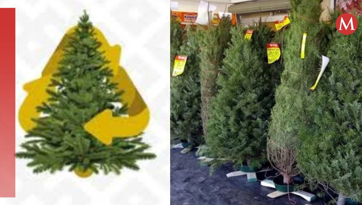 Medio Ambiente comenzó una campaña para reciclar los árboles navideños. (Especial)