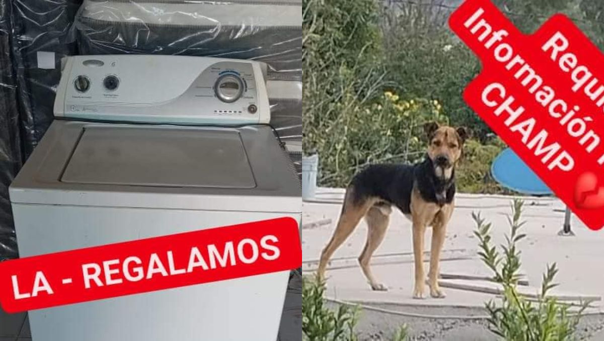 Buscan a perrito 'Champ' en La Laguna. | Especial