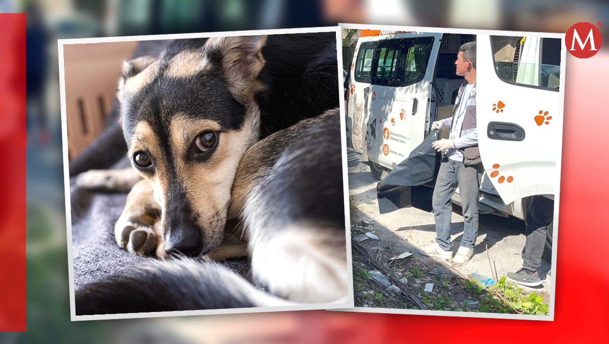 Los cuerpos de los perritos fueron agrupados antes de la llegada de las autoridades en Cancún. | Especial y Freepik