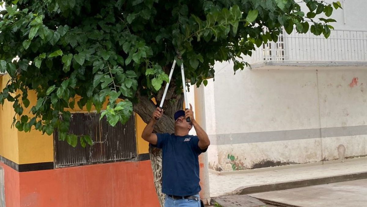 Dicha solicitud puede realizarse directamente en las oficinas de la Dirección de Ecología o a través de WhatsApp. (Especial)