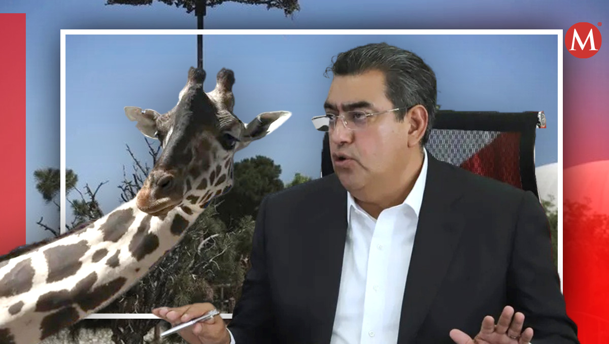 Gobierno apoyará en traslado de jirafa Benito a Puebla: Céspedes | Diseño Milenio
