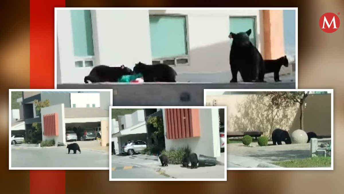 Los osos estaban en busca de alimento. Foto: Especial