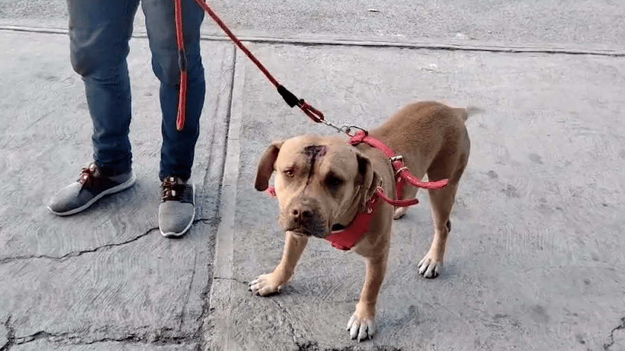 Perrito migrante de Venezuela es golpeado por policías de Chiapas, su familia exige justicia