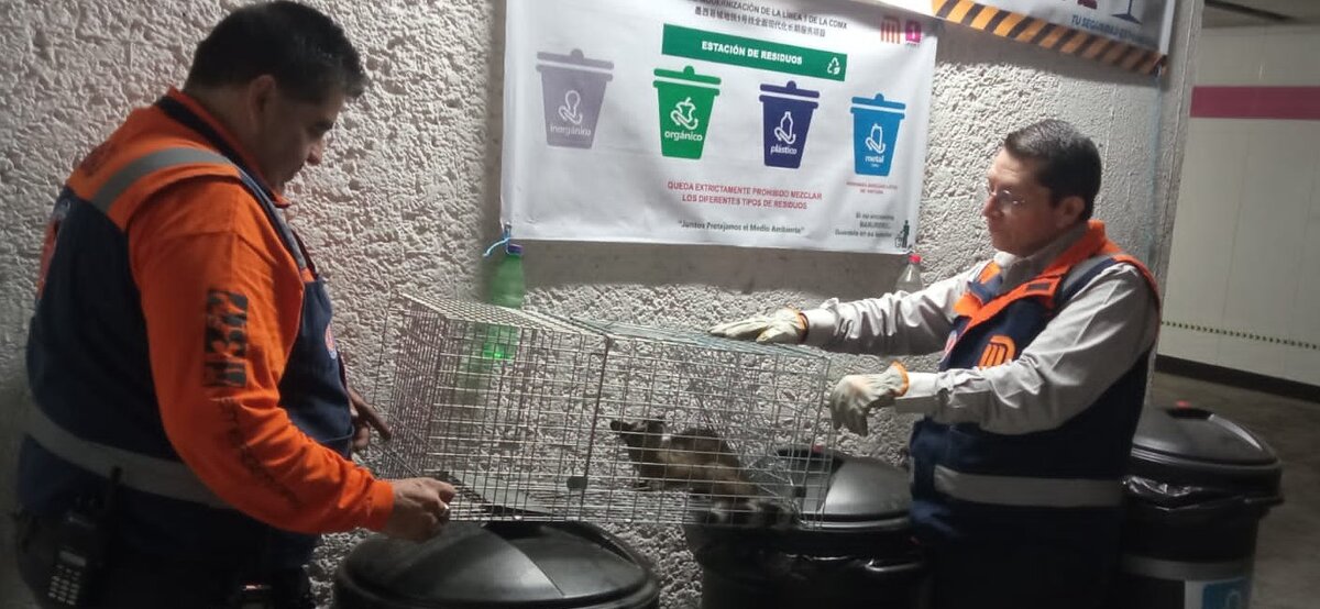 Rescatan a Cacomixtle en Línea 1 del Metro de la CdMx.