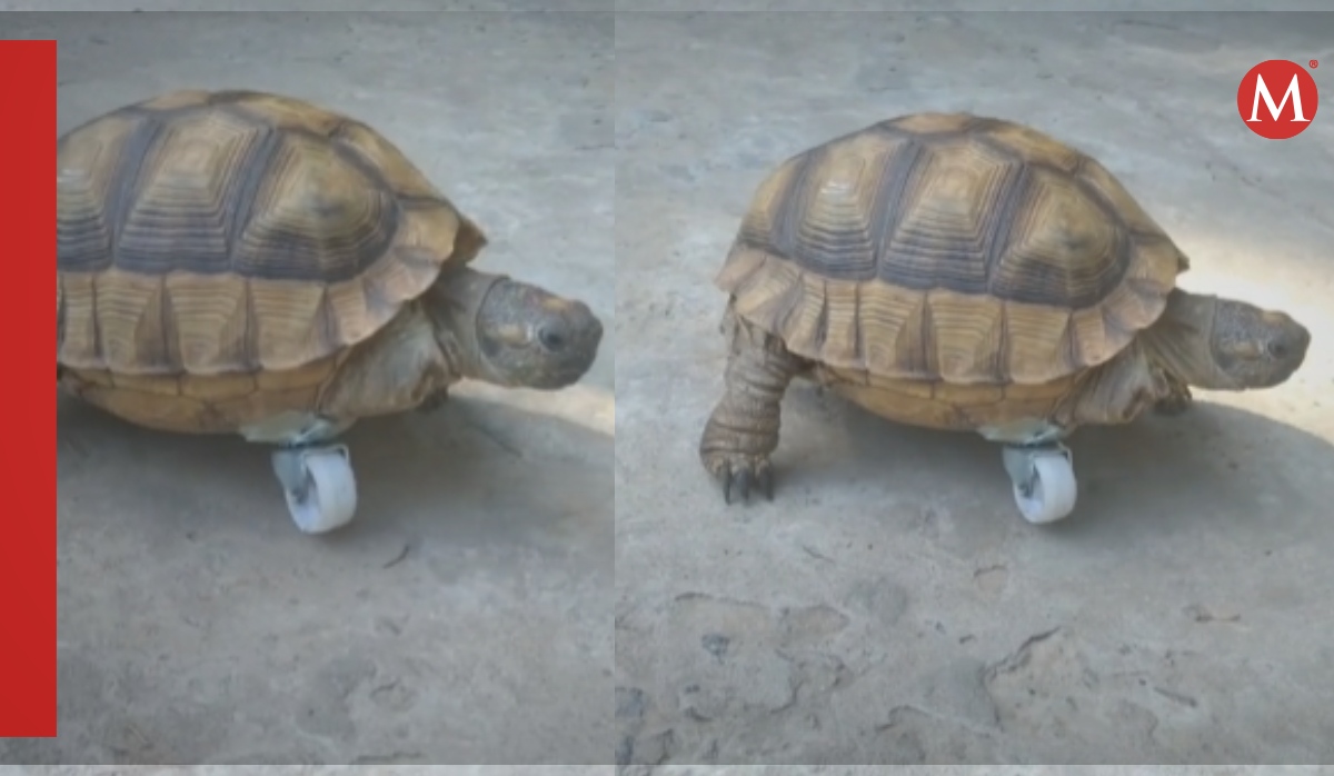 Tortuga con "prótesis" se hace viral
