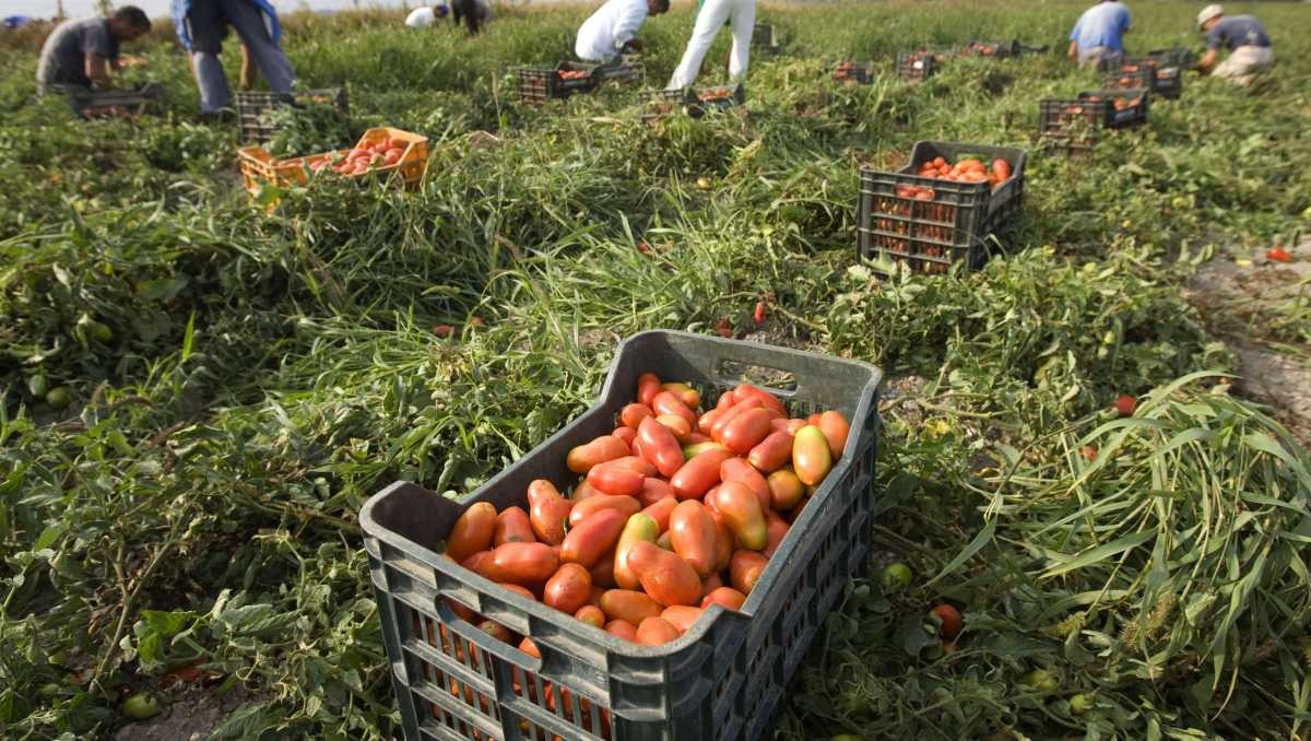 El aguacate está en el quinto lugar: bajó 8.8 por ciento en exportaciones, al tener valor de 2 mil 742 millones de dólares. | Reuters
