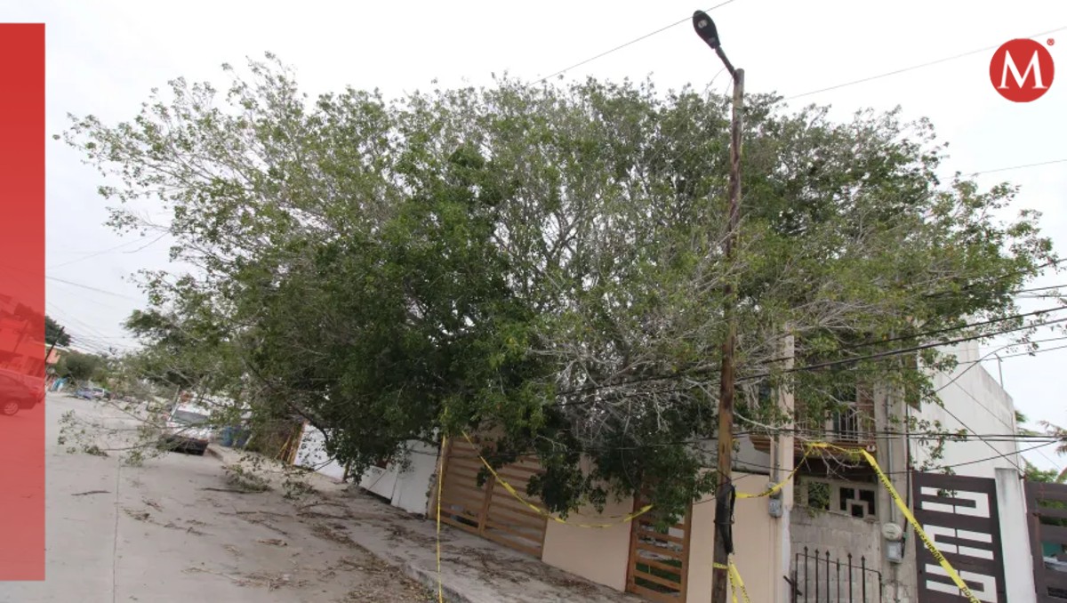 Con censo de árboles en mal estado buscan evitar accidentes en Tampico