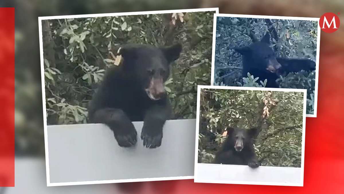 Osos en Monterrey | Especial