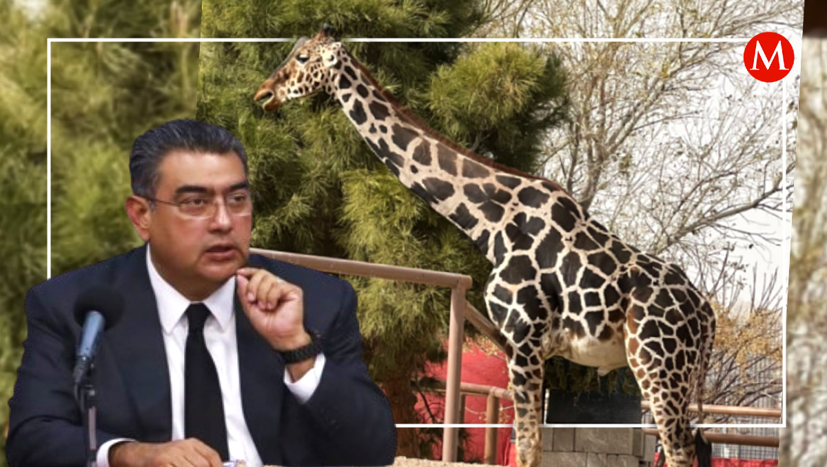 Sergio Salomón ofrece ayuda del gobierno para cubrir gastos del traslado de jirafa 'Benito' | Especial