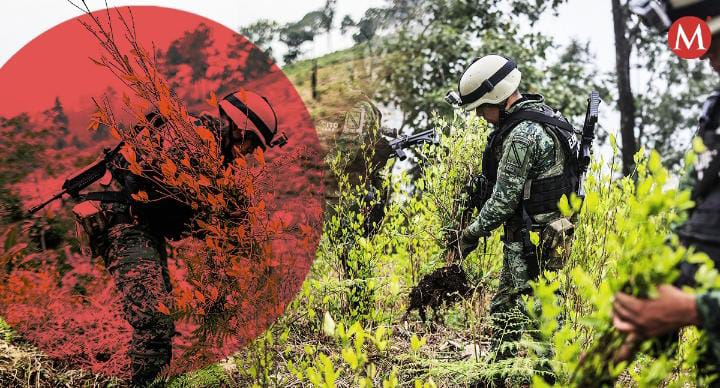 Aumenta destrucción de plantíos de cocaína en México. (Diseño: óscar Dávila)