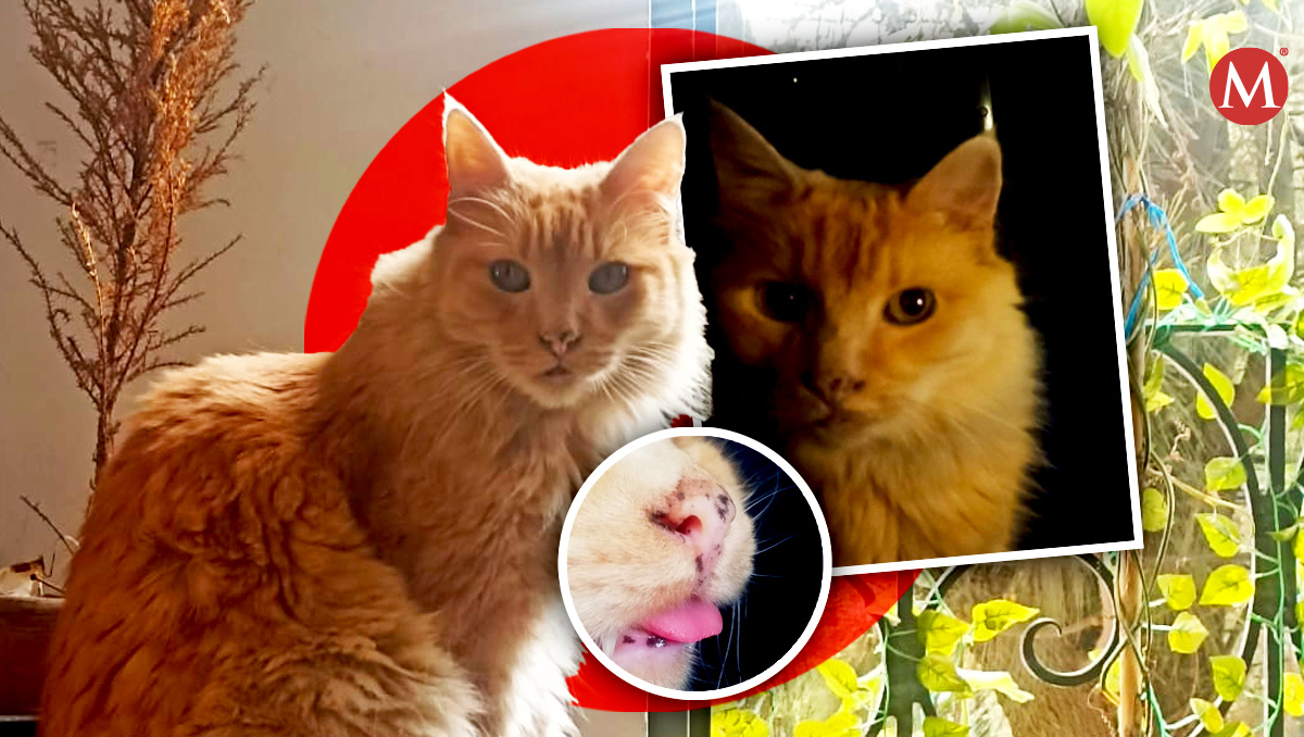 Buscan a gatito perdido en CdMx. | ESPECIAL
