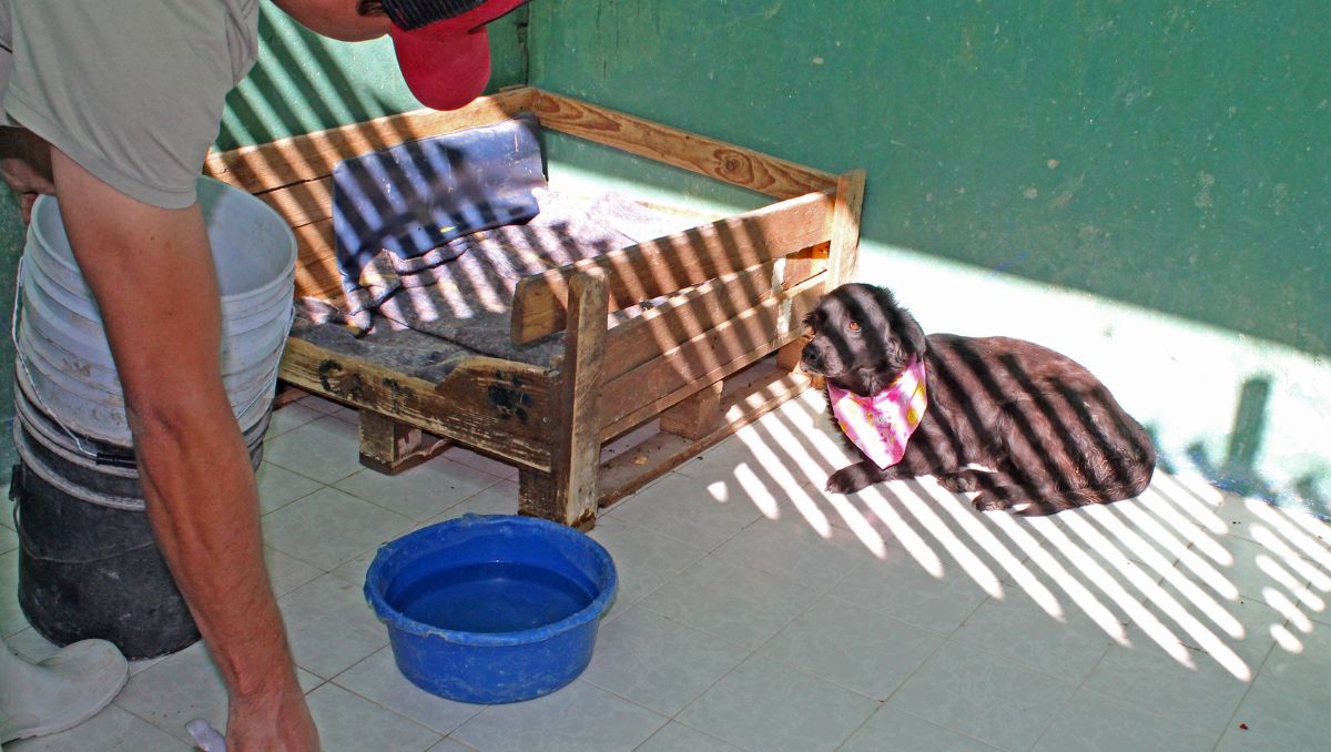 Control Canino Torreón agrega otra cantidad al presupuesto, aproximadamente 450 pesos para desparasitar y vacunar al ingreso del can. (Roberto Amaya)