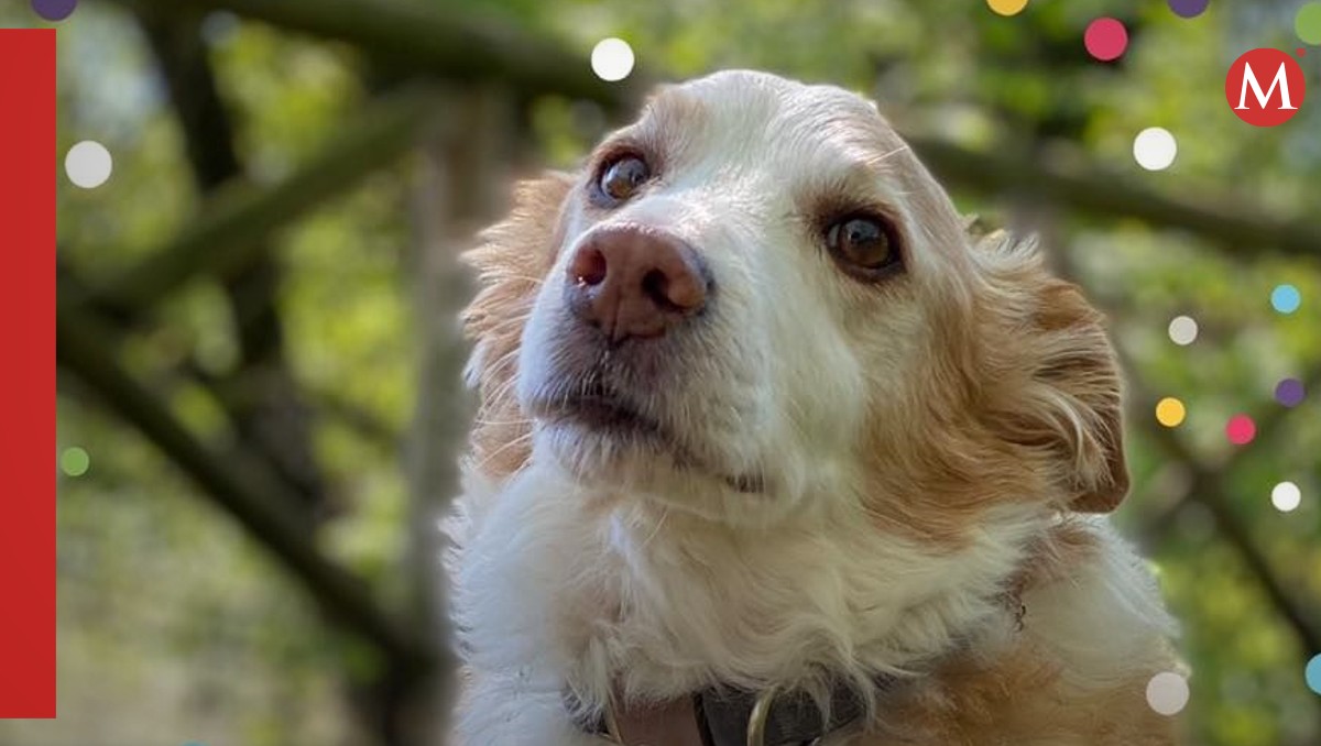 El perrito tenía muchos fans en Instagram / Especial