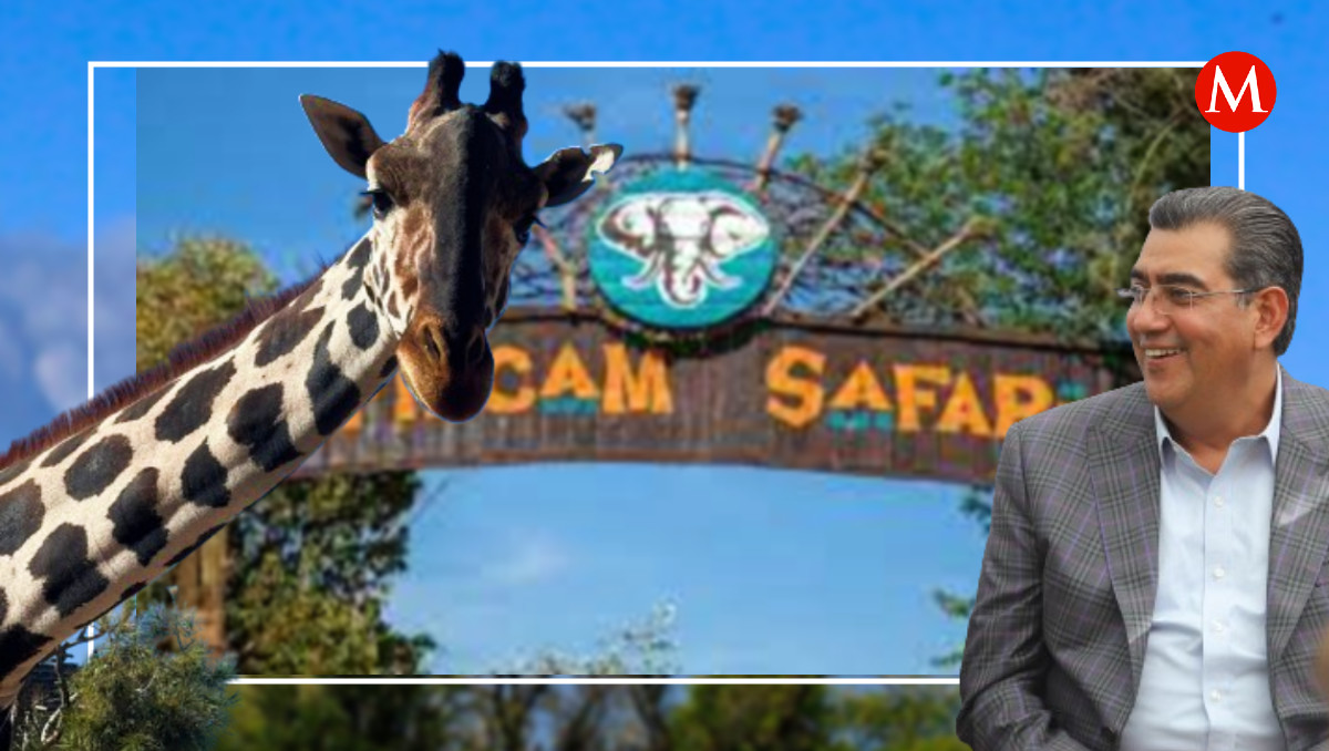 Gobierno de Puebla presenta petición formal para trasladar a jirafa Benito a Africam Safari| Es Imagen/ Especial/ Andrés Lobato