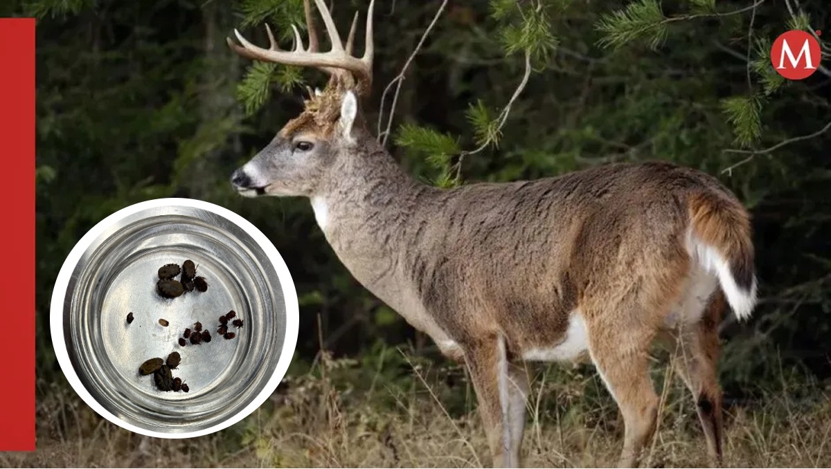 Incautan pieles de venado con garrapatas en frontera con Tamaulipas