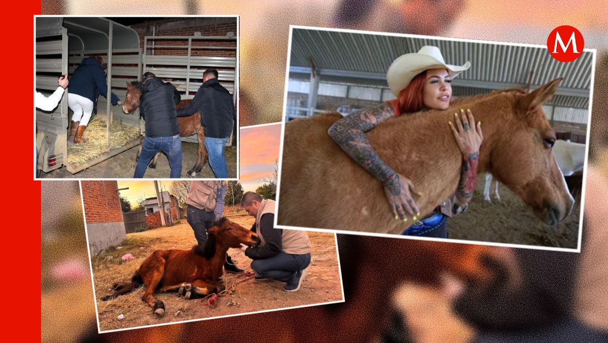 Maltrato animal en Puebla: rescatan a caballo en San Antonio Mihuacán | Especial