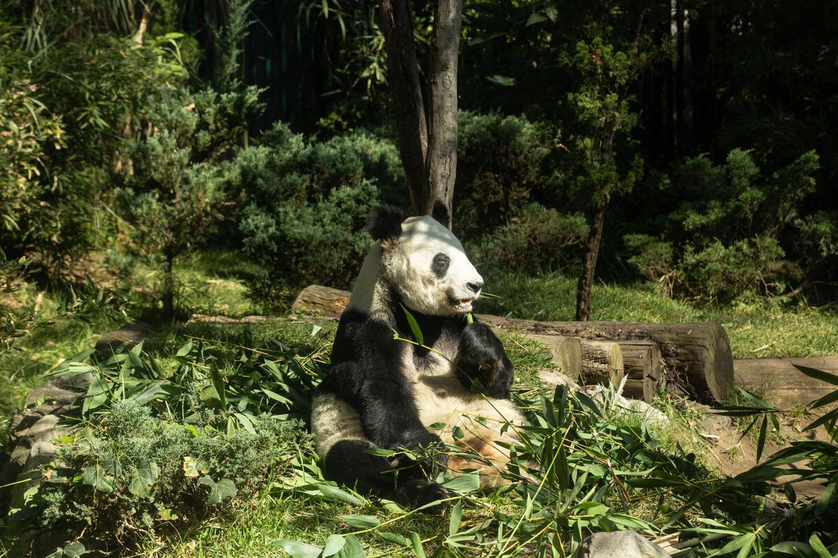 Los pandas como Xin Xin pasan alrededor de 12 horas durmiendo y van al baño más de 100 veces al día  | Foto: Octavio Hoyos