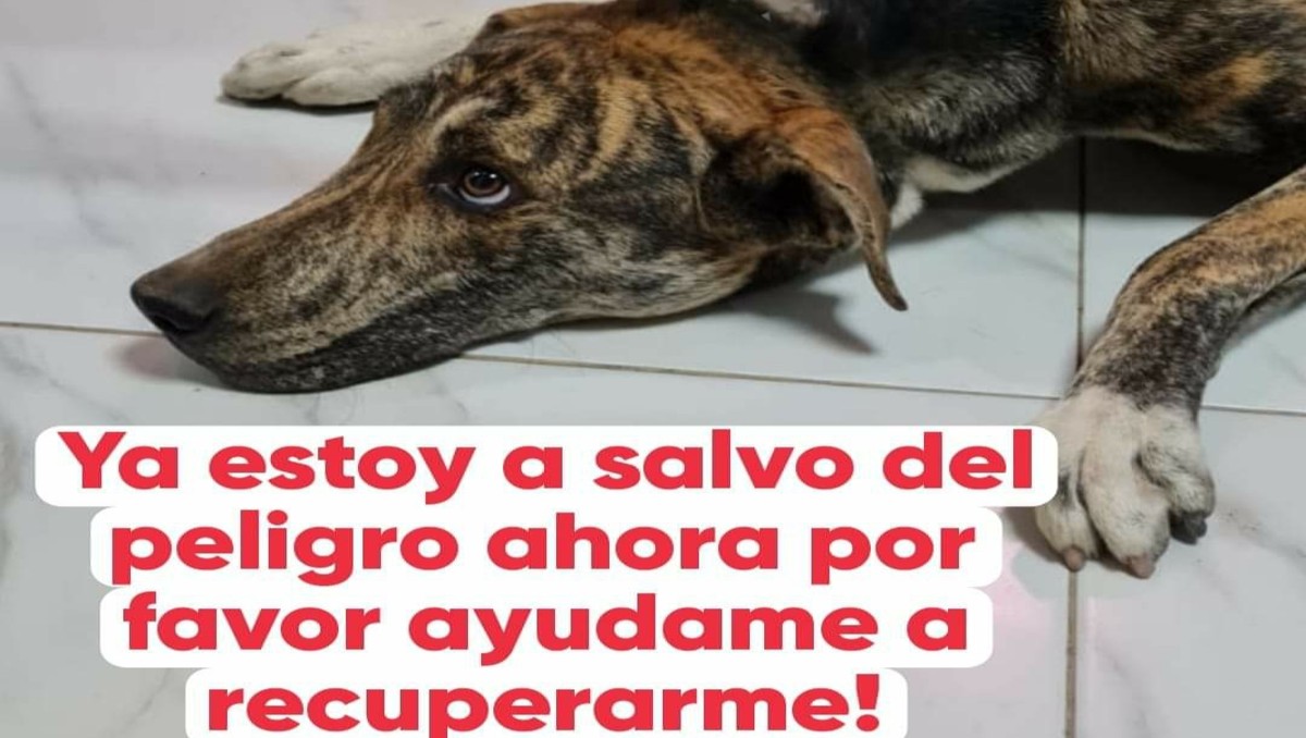 Piden ayuda para gastos médicos de Lucky. (Facebook)