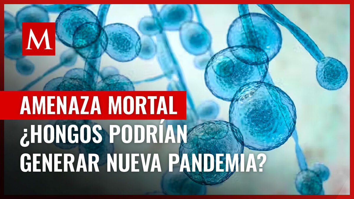 Los hongos están causando inquietud en el sector salud; podrían representar una amenaza mayor