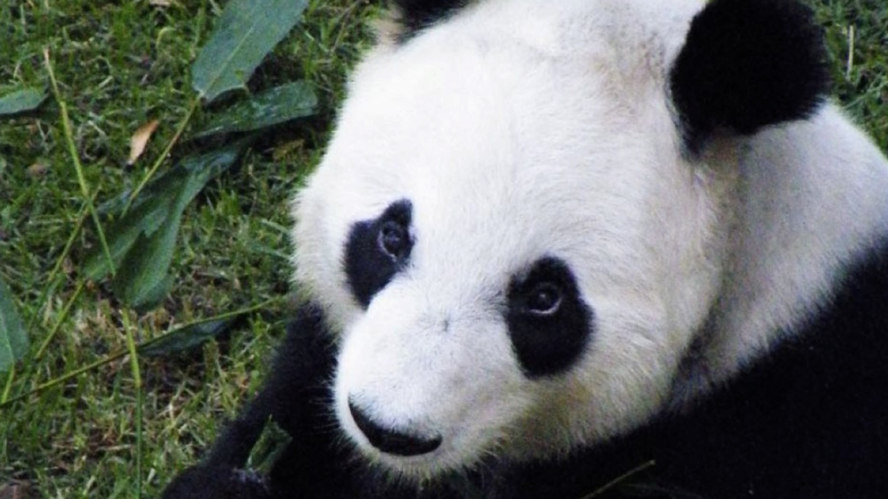 La panda de México, Xin Xin, no tuvo descendencia; se termina una dinastía