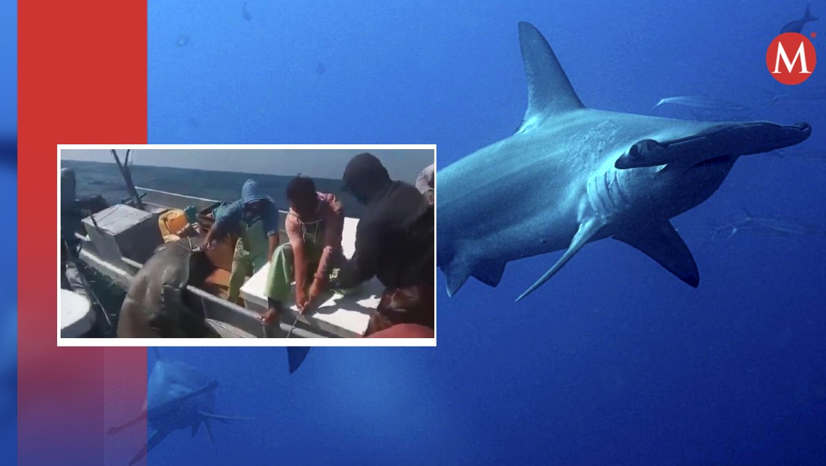 Pescadores de Tabasco capturando a tiburones martillo. | Especial